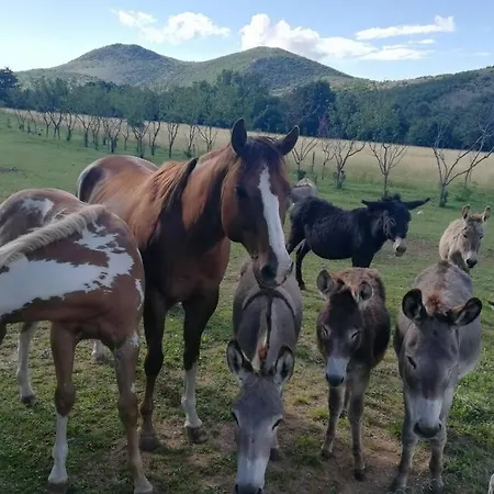 With Swimming Pool, Wellness, Horses And Donkeys Vrlika